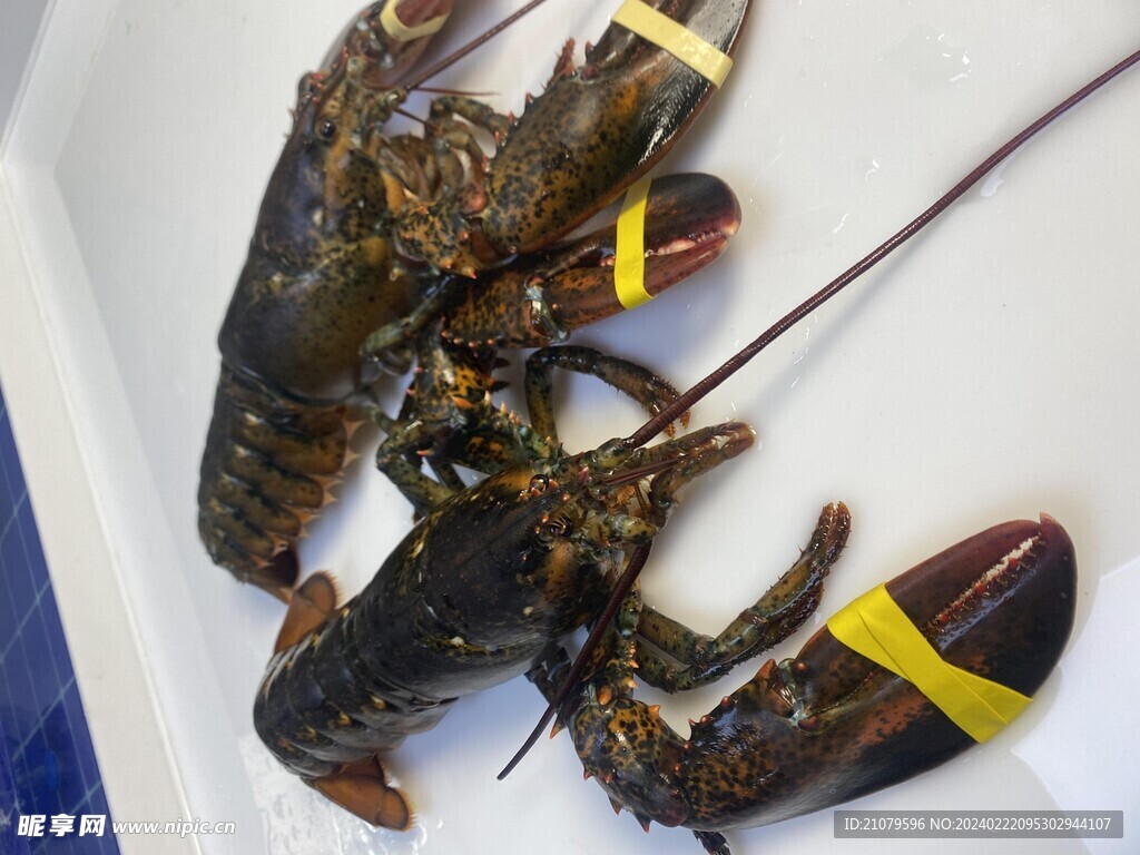 龙虾