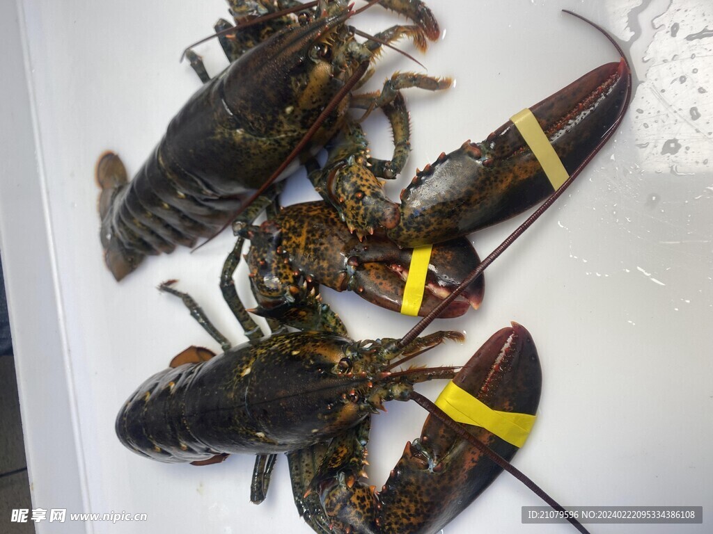 龙虾