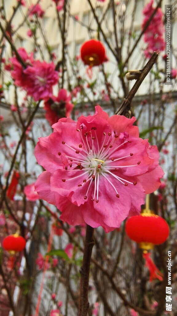 桃花