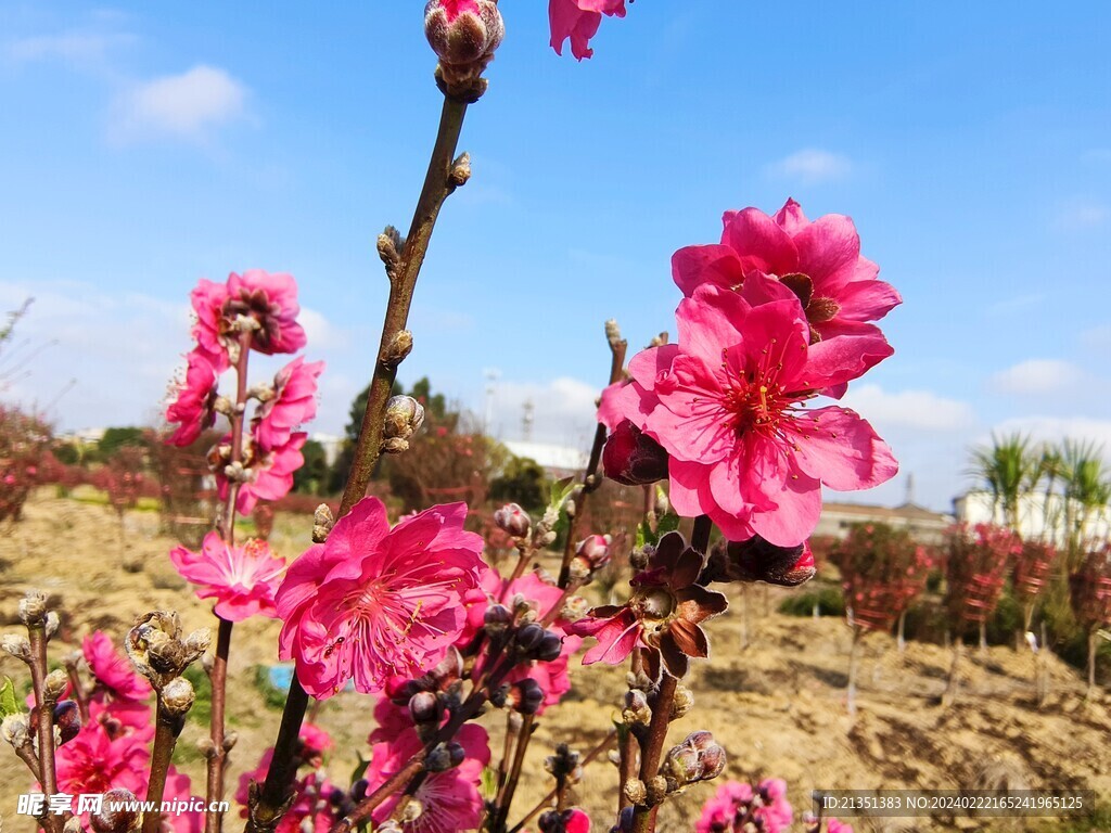 桃花