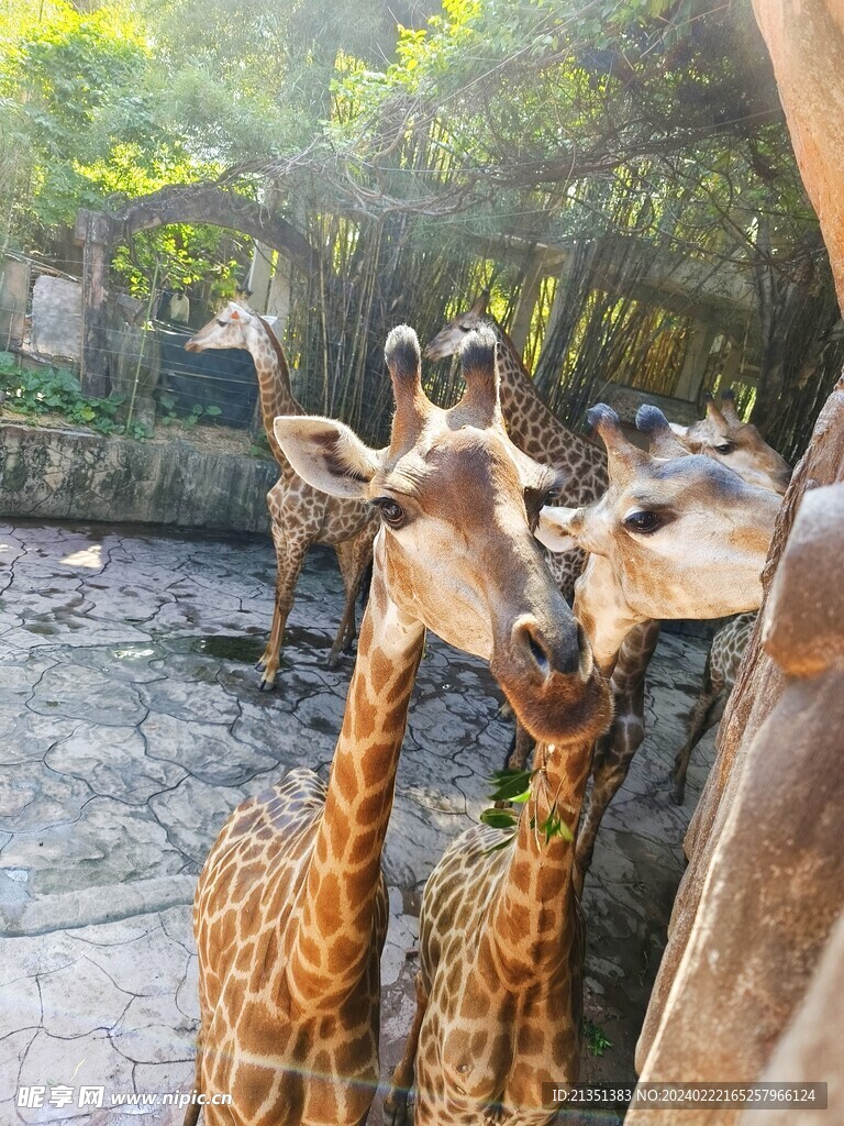 长颈鹿