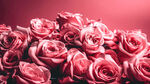 鲜花背景CG鲜花BANNER