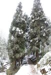雪松