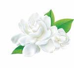 茉莉花