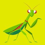 矢量螳螂虫插图