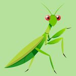 矢量螳螂虫插图