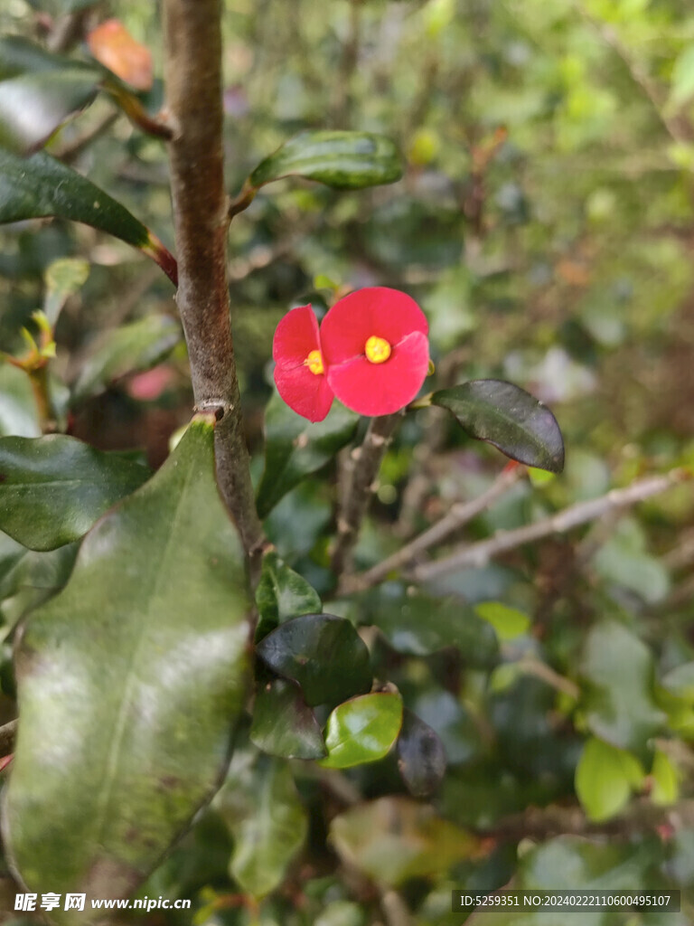 虎刺花