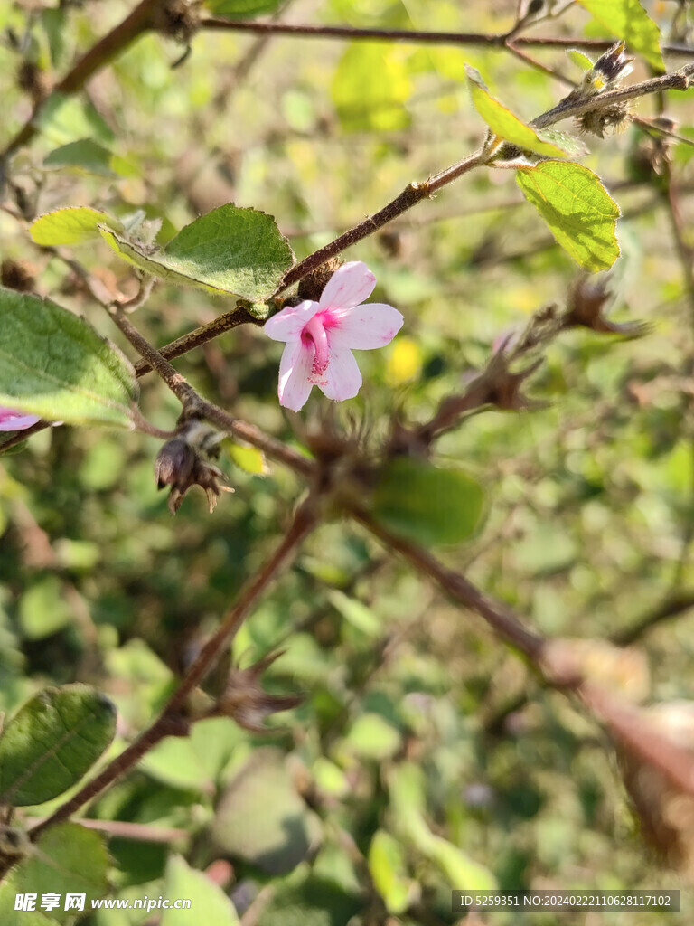 地桃花