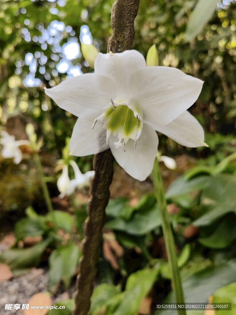 水仙花