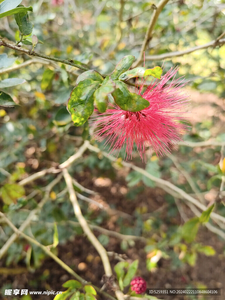 朱缨花