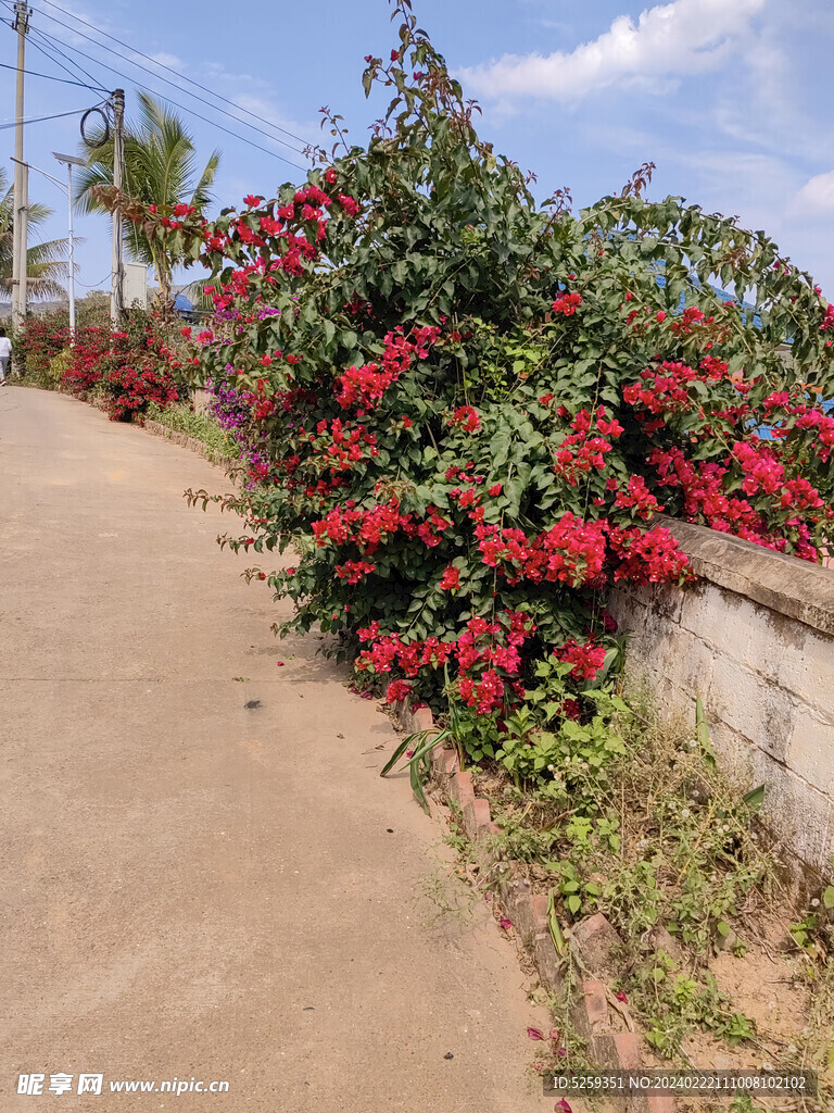 路边植物