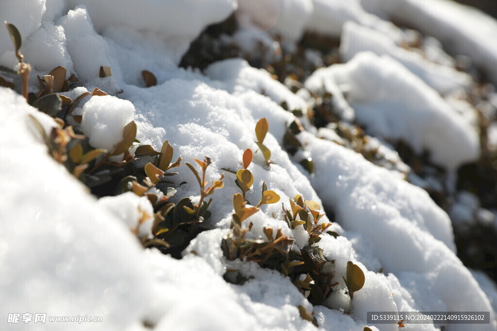  雪中植物
