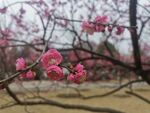 梅花特写