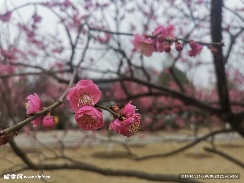 梅花特写