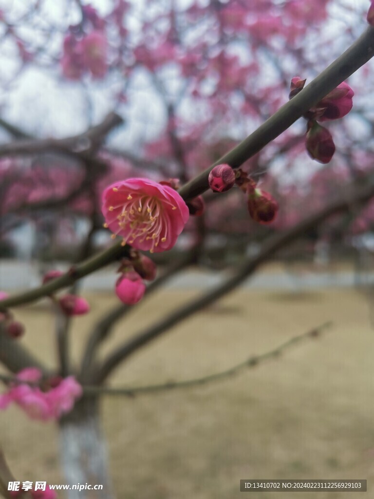 梅花特写