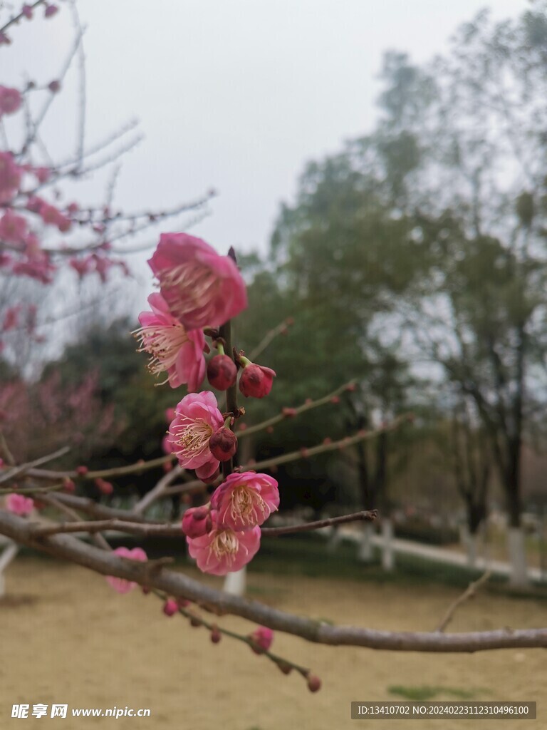 梅花特写