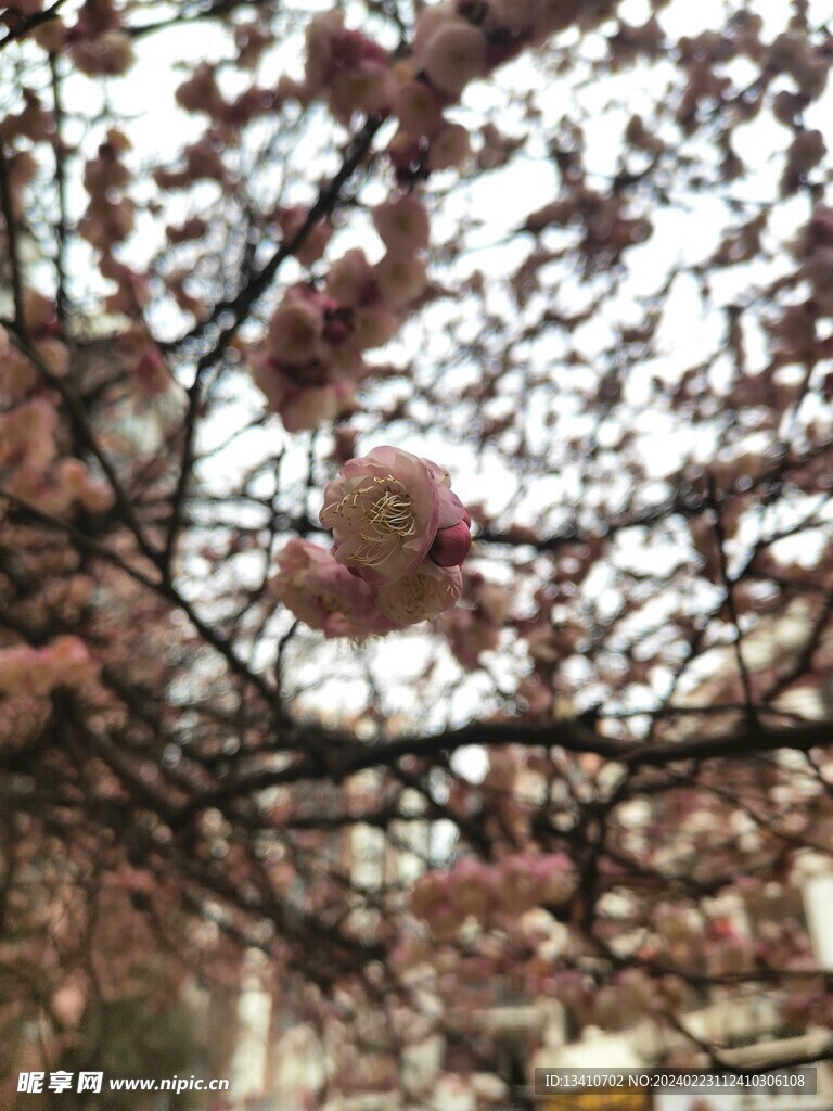 梅花特写