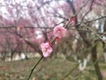 梅花特写