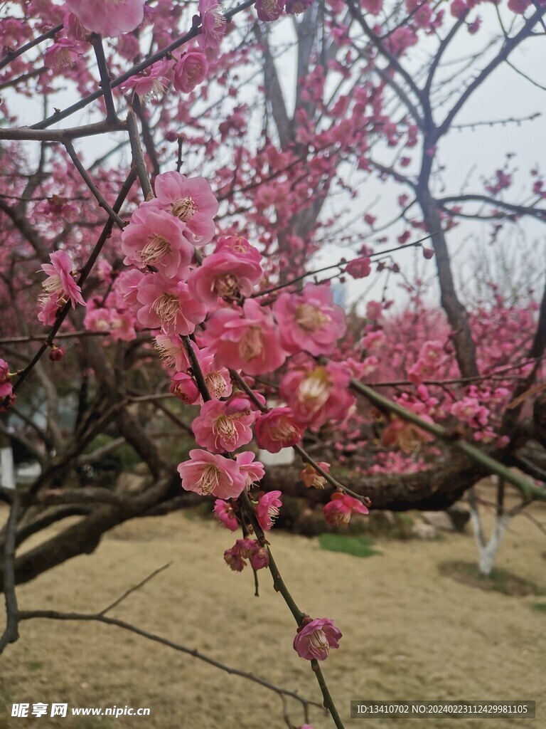 梅花特写