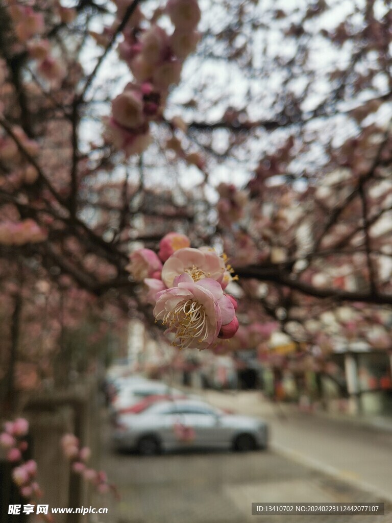 梅花特写