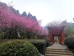 园林和梅花