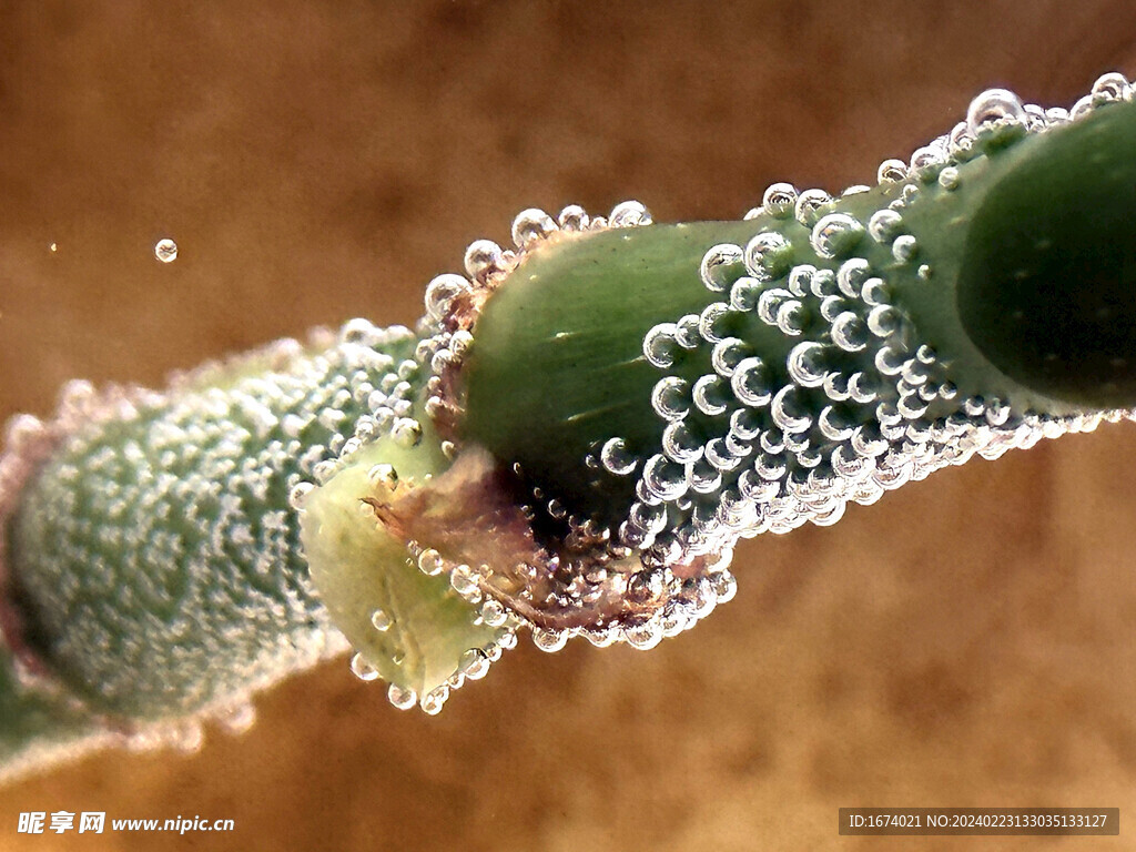 植物根部气泡