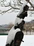 树上雪