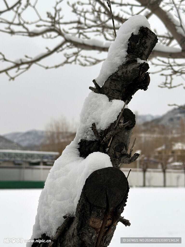 树上雪