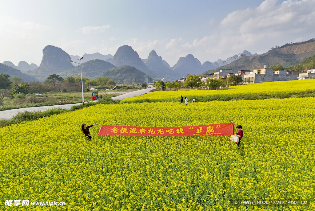 英德九龙镇油菜花