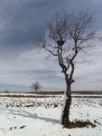雪地倒影