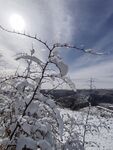 积雪枣刺