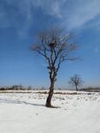 雪景鸟巢