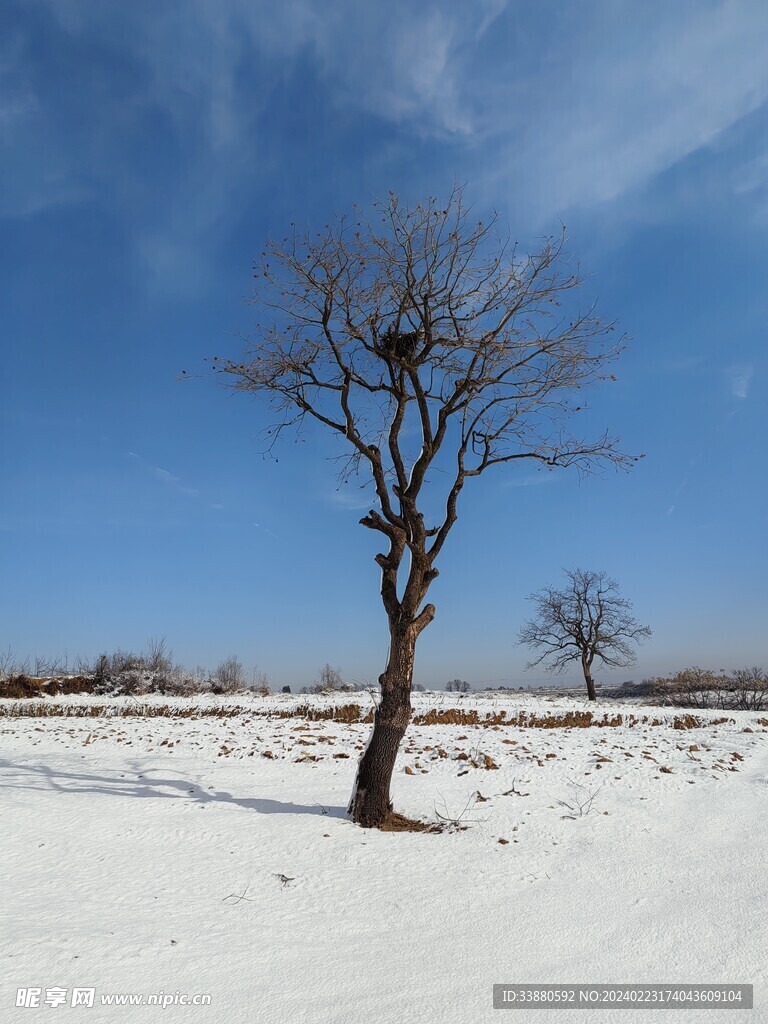 雪景鸟巢