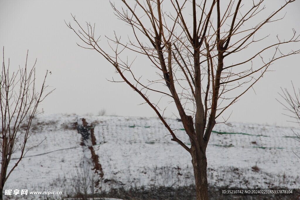 雪