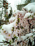 雪中的桃花