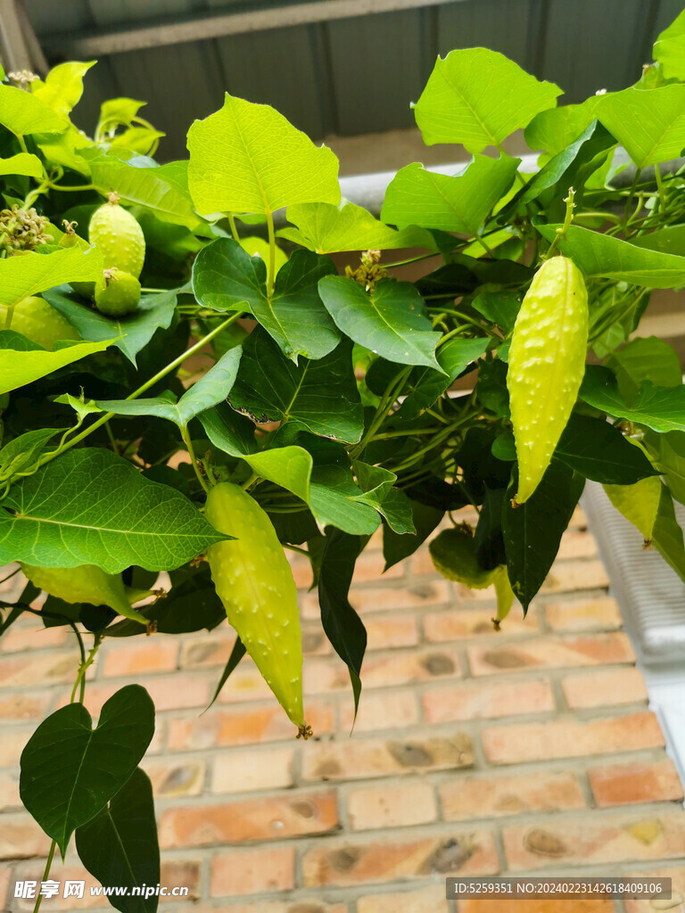 植物