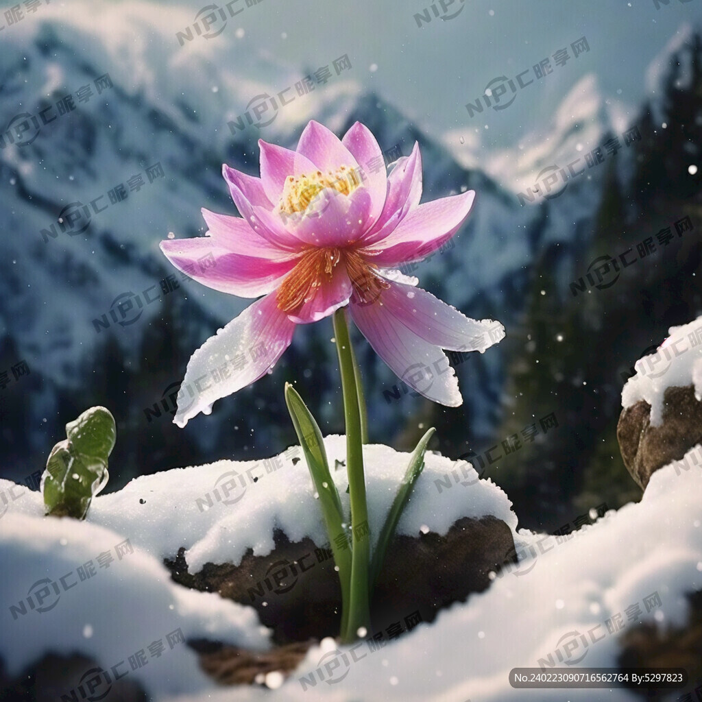 天山雪莲 有才 古诗 大气