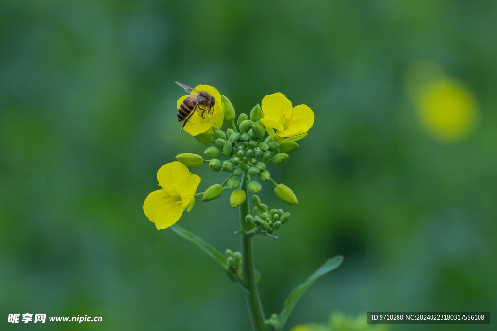 油菜花