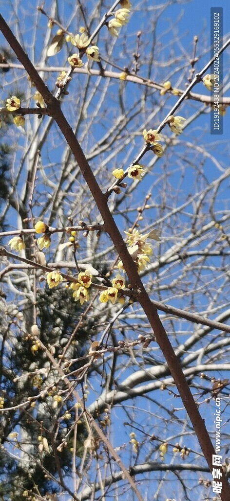 蜡梅花 