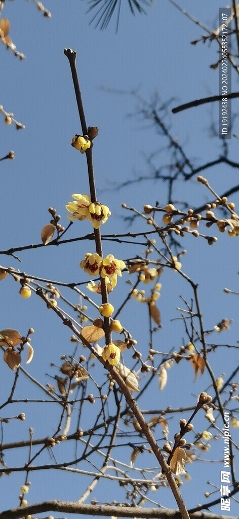 蜡梅花 