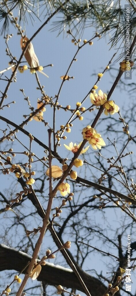 蜡梅花