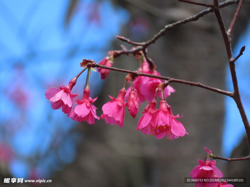樱花