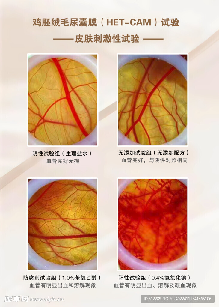 鸡胚绒毛囊血管