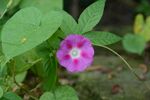 粉色牵牛花