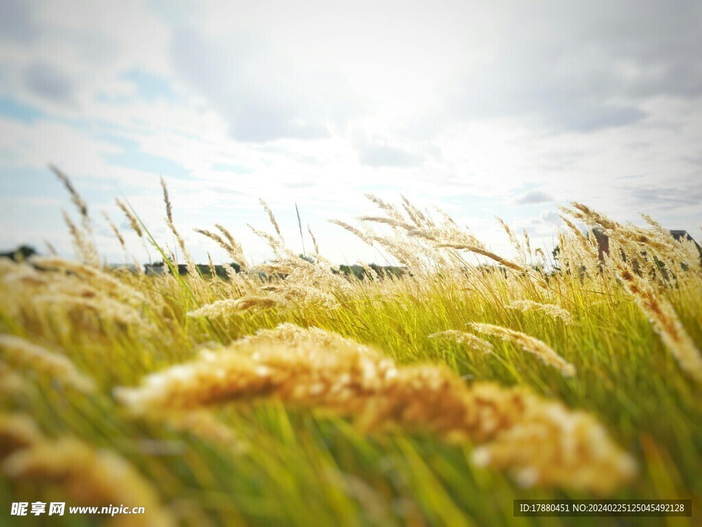 野草