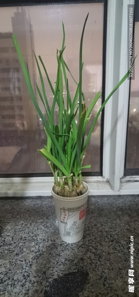 蒜苗