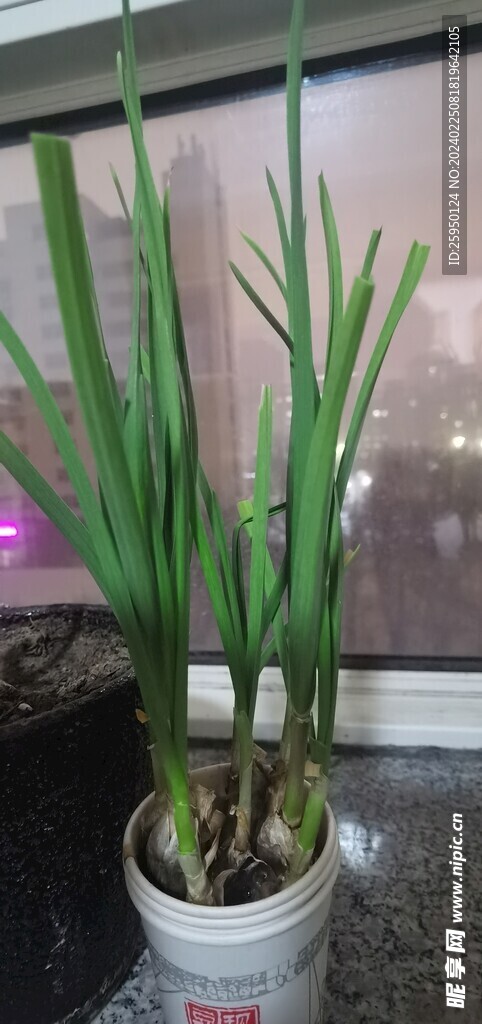 蒜苗