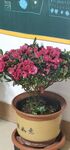 杜鹃花