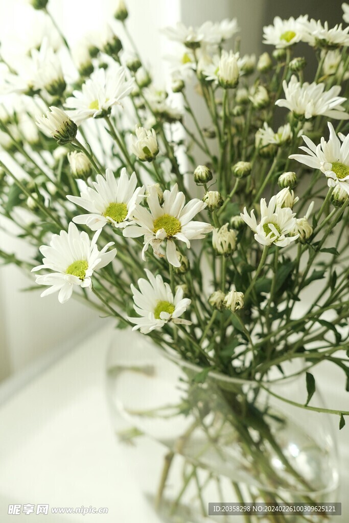 小菊花
