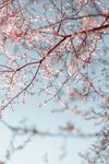 花枝